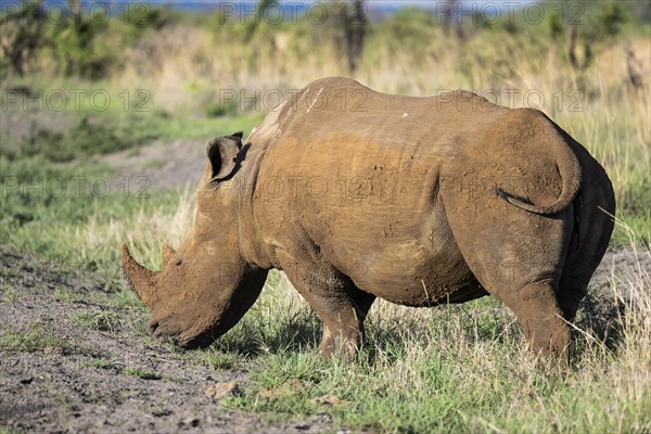 White rhinoceros (Ceratotherium simum), Madikwe Game Reserve, North West Province, South Africa, RSA, Africa