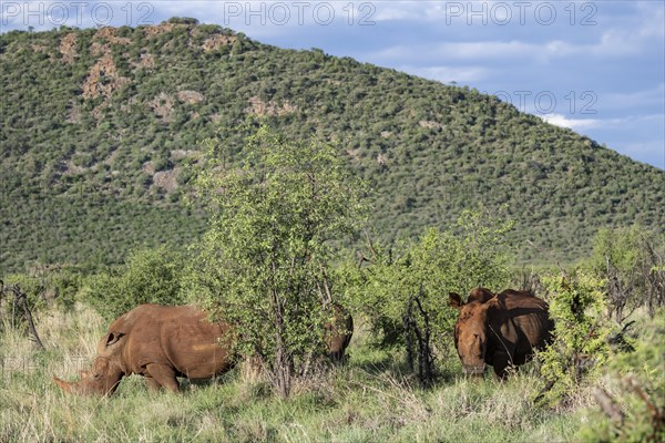 White rhinoceros (Ceratotherium simum), Madikwe Game Reserve, North West Province, South Africa, RSA, Africa