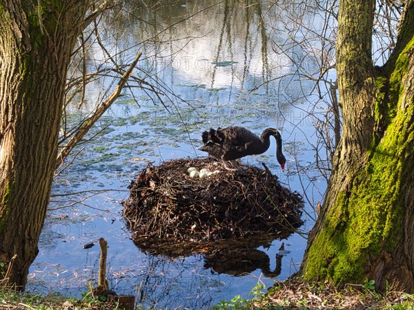 Black swan (Cygnus atratus) at a nest with eggs, North Rhine-Westphalia, Germany, Europe