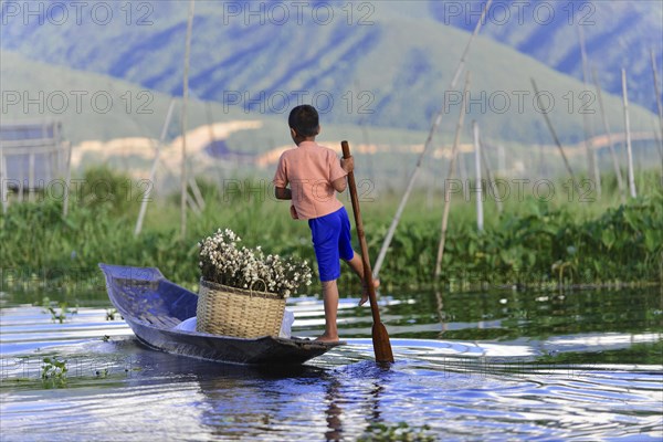 Boy standing in a canoe and navigating through the water plants, Inle Lake, Myanmar, Asia