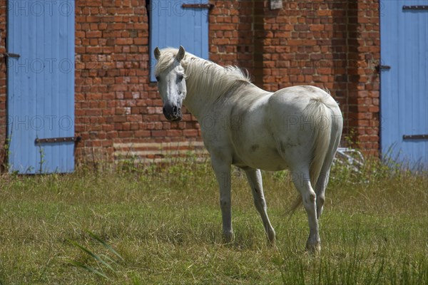 White horse on a farm, Othenstorf, Mecklenburg-Vorpommern, Germany, Europe