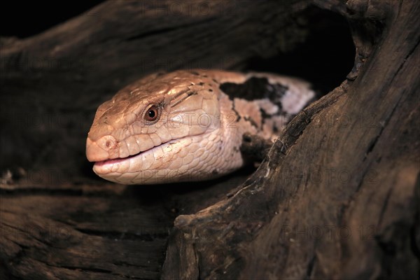 Indonesian blue-tongued skink (Tiliqua gigas), adult, captive, Indonesia, Asia