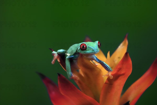 Red-eyed tree frog (Agalychnis callidryas), adult, on bromeliad, captive, Central America