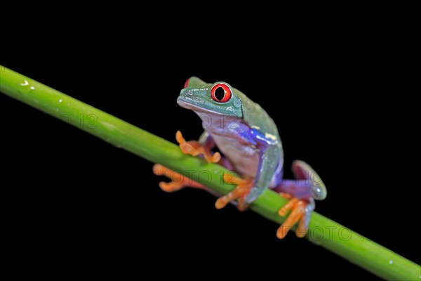 Red-eyed tree frog (Agalychnis callidryas), adult, on green stem, Aeonium, captive, Central America