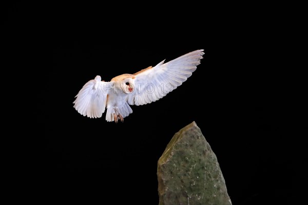 Barn owl, (Tyto alba), adult, flying, landing, on rocks, at night, Lowick, Northumberland, England, Great Britain