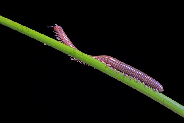 Millipedes (Diplopoda), adult, on plant stems, at night, Great Britain