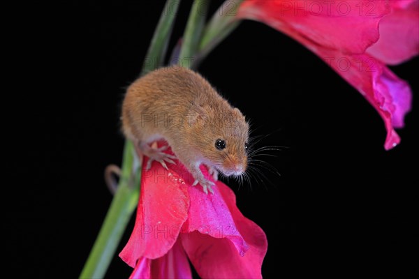 Eurasian harvest mouse (Micromys minutus), adult, on plant stem, flowering, foraging, at night, Scotland, Great Britain