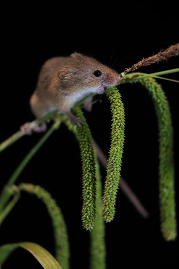 Eurasian harvest mouse (Micromys minutus), adult, on plant stalks, ears of corn, foraging, at night, Scotland, Great Britain