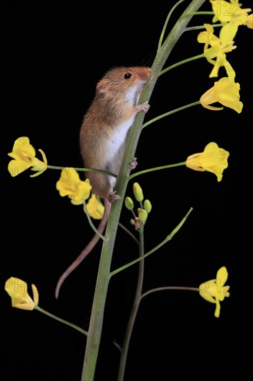 Eurasian harvest mouse (Micromys minutus), adult, two, pair, on plant stem, flowering, foraging, at night, Scotland, Great Britain