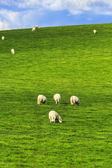 Domestic sheep (Ovis gmelini aries), grazing in a meadow on a slope, herd, Wales, Great Britain