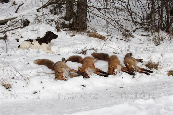 Red fox (Vulpes vulpes) shot foxes with hunting dog small Muensterlaender in the snow, Allgaeu, Bavaria, Germany, Europe