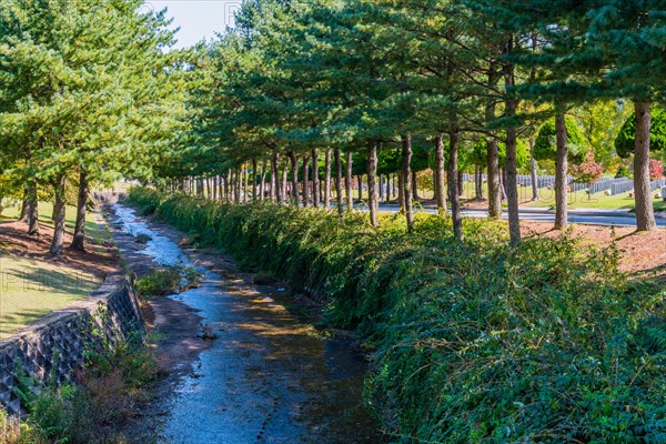 A small creek meanders by a line of pine trees and underbrush on a sunny day, in South Korea