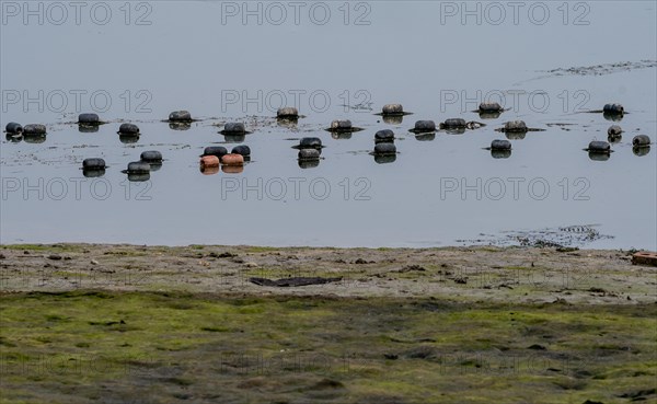 Black and red floats attached to a fishing net floating on surface of water with shoreline in the foreground in Namhae, South Korea, Asia