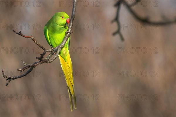 A vibrant green parrot perches on a tree branch with a softly blurred background, Psittacula Krameri