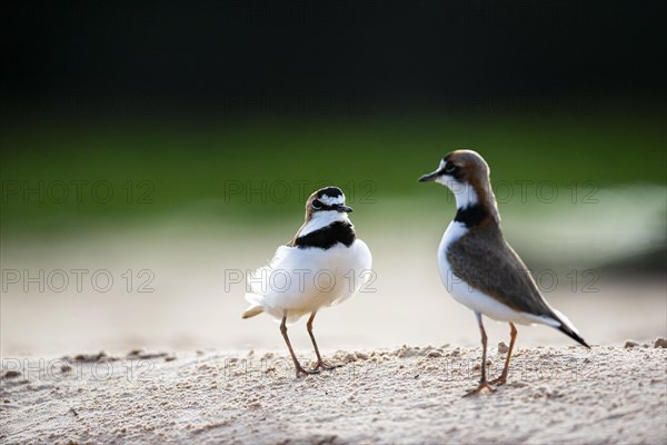 Slender-billed plover (Anarhynchus collaris) Pantanal Brazil