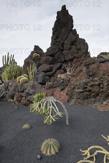 Cacti, Jardin de Cactus, Lanzarote, Canary Islands, Spain, Europe