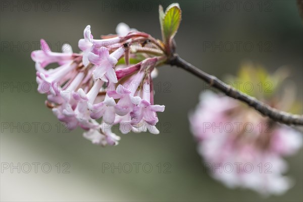 Bodnant snowball (Viburnum bodnantense Dawn), flower, Speyer, Rhineland-Palatinate, Germany, Europe