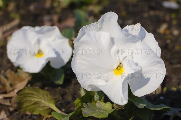 White pansies, violet (Viola), early bloomer, close-up, North Rhine-Westphalia, Germany, Europe