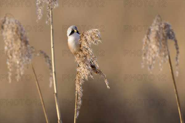 A bird in winter plumage perched on a dry reed, Bearded tit, Panarus Biarmicus