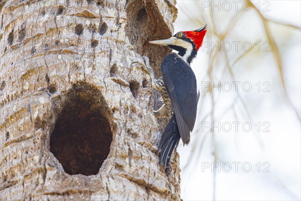 Crimson-crested woodpecker (Campephilus melanoleucos) Pantanal Brazil