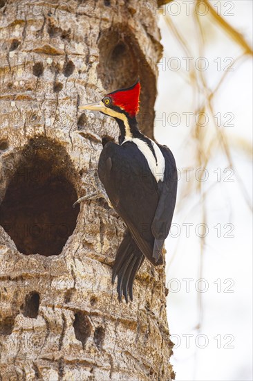 Crimson-crested woodpecker (Campephilus melanoleucos) Pantanal Brazil