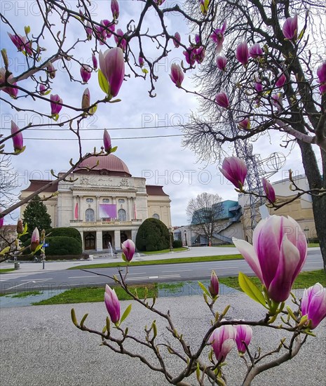 Exterior of Opera House building seen through magnolia flowers, in the city center of Graz, Steiermark region, Austria. Selective focus
