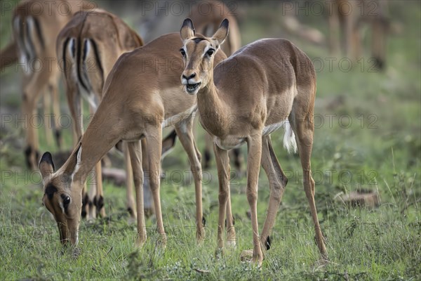 Black Heeler Antelope or Impala (Aepyceros melampus) herd with young, nursery, Madikwe Game Reserve, North West Province, South Africa, RSA, Africa