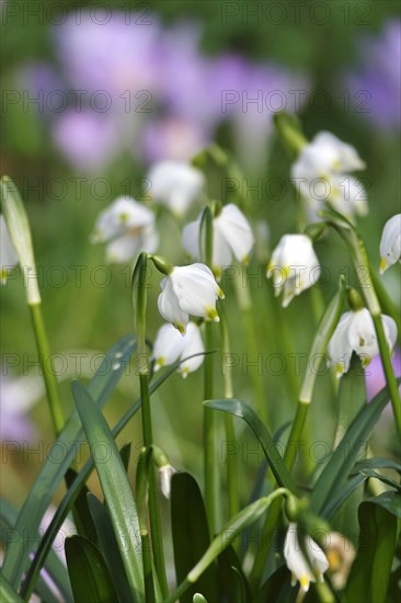 Spring snowflake in crocus meadow, Germany, Europe