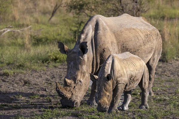 White rhinoceros (Ceratotherium simum) cow with baby, Madikwe Game Reserve, North West Province, South Africa, RSA, Africa