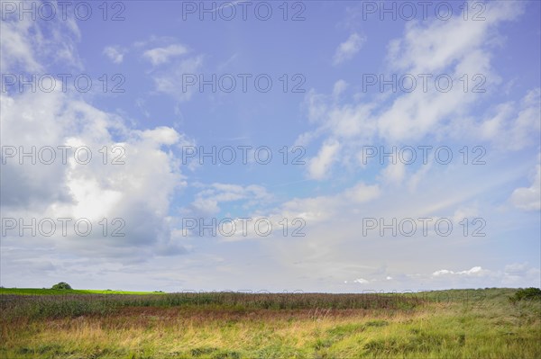 Landscape of the coast in Schillig, green and red coloured meadows, in the background left the dike, sky blue and cloudy, Schillig, Wangerland, North Sea coast, Germany, Europe