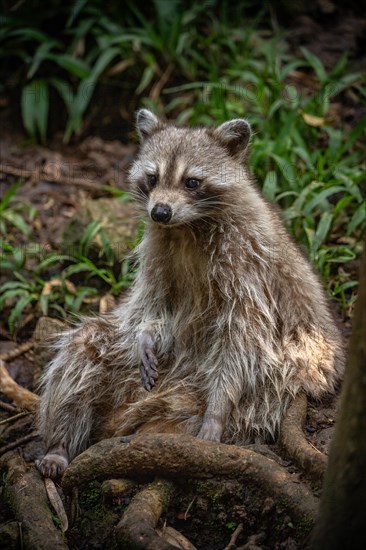 Raccoon in natural environment, close-up, portrait of the animal on Guadeloupe au Parc des Mamelles, in the Caribbean. French Antilles, France, Europe