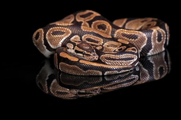 King python, (Python regius), adult, resting, captive, Central Africa, West Africa