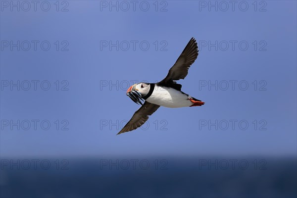 Puffin (Fratercula arctica), adult, flying, with sand eels, with food, Faroe Islands, England, Great Britain, Europe