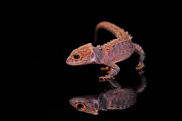 Red-eyed crocodile skink (Tribolonotus gracilis), adult, running, captive, New Guinea