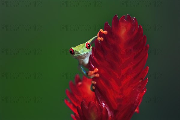 Red-eyed tree frog (Agalychnis callidryas), adult, on bromeliad, portrait, captive, Central America