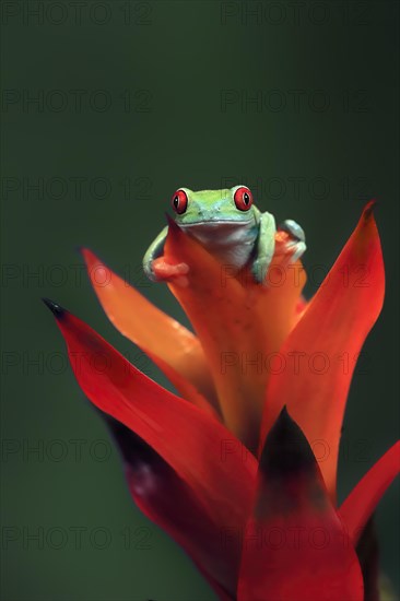 Red-eyed tree frog (Agalychnis callidryas), adult, on bromeliad, captive, Central America