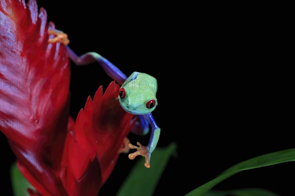 Red-eyed tree frog (Agalychnis callidryas), adult, on bromeliad, captive, Central America