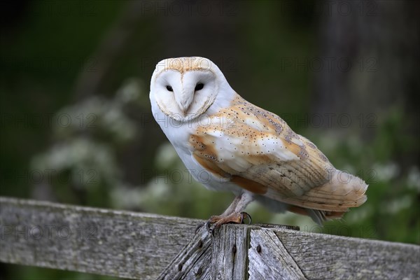 Barn owl, (Tyto alba), adult, on fence, Lowick, Northumberland, England, Great Britain