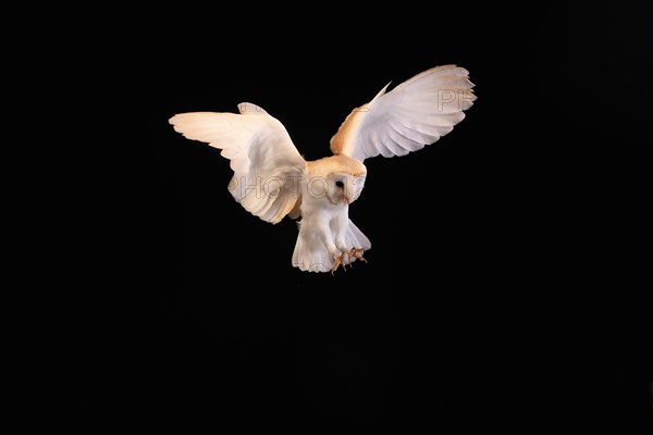 Barn owl, (Tyto alba), adult, flying, landing, on rocks, at night, Lowick, Northumberland, England, Great Britain