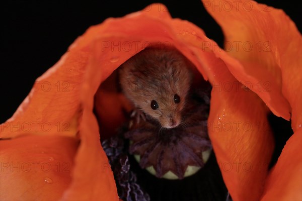 Common harvest mouse, (Micromys minutus), adult, on corn poppy, flower, foraging, at night, Scotland, Great Britain