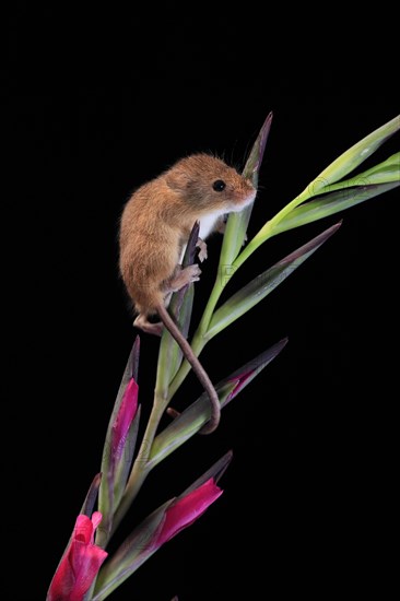 Eurasian harvest mouse (Micromys minutus), adult, on plant stem, flowering, foraging, at night, Scotland, Great Britain