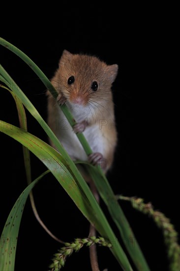 Eurasian harvest mouse (Micromys minutus), adult, on plant stalks, ears of corn, foraging, at night, Scotland, Great Britain