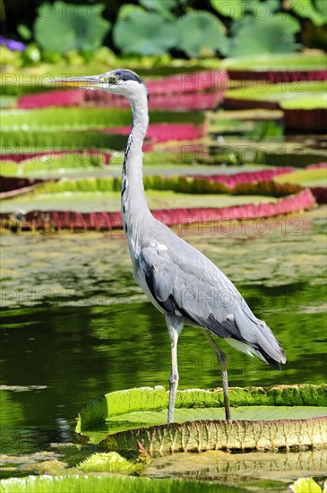 A grey heron (Ardea cinerea) stands on water lily leaves in the water next to aquatic plants, Stuttgart, Baden-Wuerttemberg, Germany, Europe