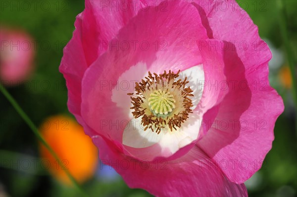 A pink poppy flower (Papaver rhoeas), with a white centre in close-up, Stuttgart, Baden-Wuerttemberg, Germany, Europe