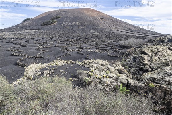 Lava landscape overgrown with lichens and succulents, in the background vineyards protected by dry stone walls, Lanzarote, Canary Islands, Spain, Europe