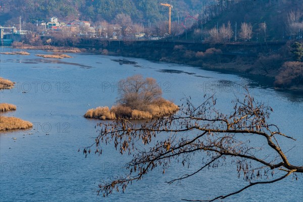A wide river landscape with bare trees, reed beds and hazy hills in the distance, in South Korea