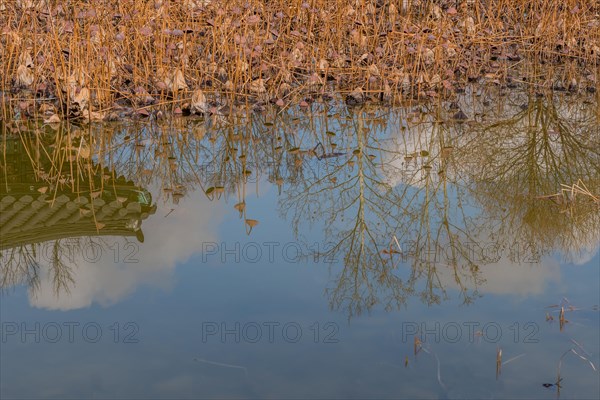 Still pond with reeds and a clear reflection of a tree against the sky, in South Korea