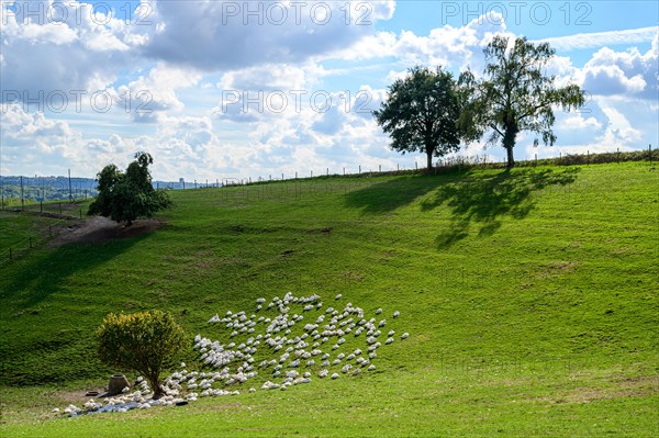 An idyllic landscape with domestic geese, a fence and a tree on a sunny hill under a blue sky with clouds, Wuelfrath, Mettmann, Bergisches Land, North Rhine-Westphalia