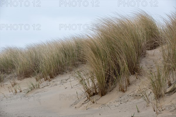 Sand dunes with tall, swaying beach grass on a windy day on the coast