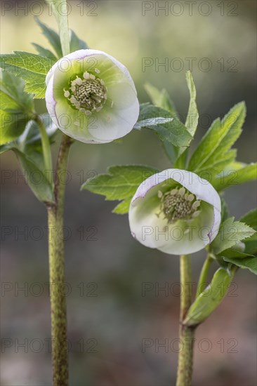 Lenzrose (Helleborus orientalis Hybride), Speyer, Rhineland-Palatinate, Germany, Europe